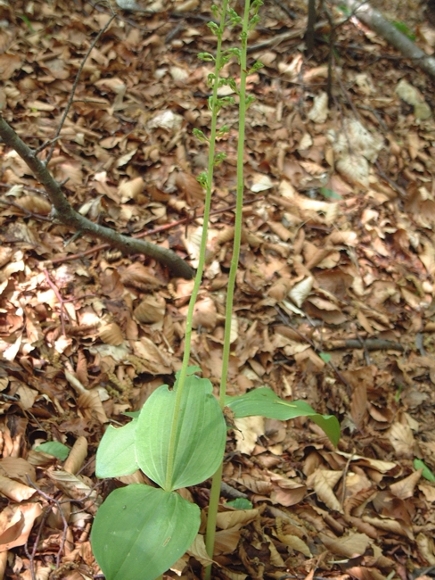 Neottia ovata